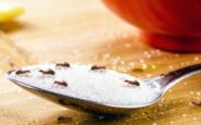 Formiche in casa: consigli e rimedi naturali