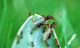 Formiche volanti: che cosa sono e come eliminarle con i rimedi naturali