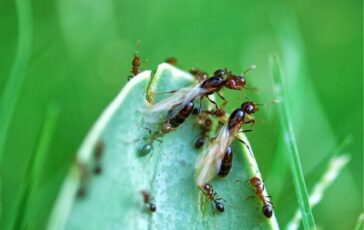 Formiche volanti: che cosa sono e come eliminarle con i rimedi naturali