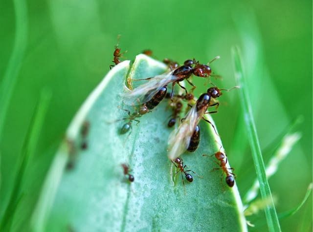 Formiche volanti: che cosa sono e come eliminarle con i rimedi naturali