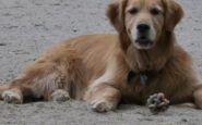 accoltellato morto cane
