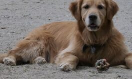 accoltellato morto cane
