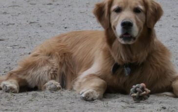 accoltellato morto cane