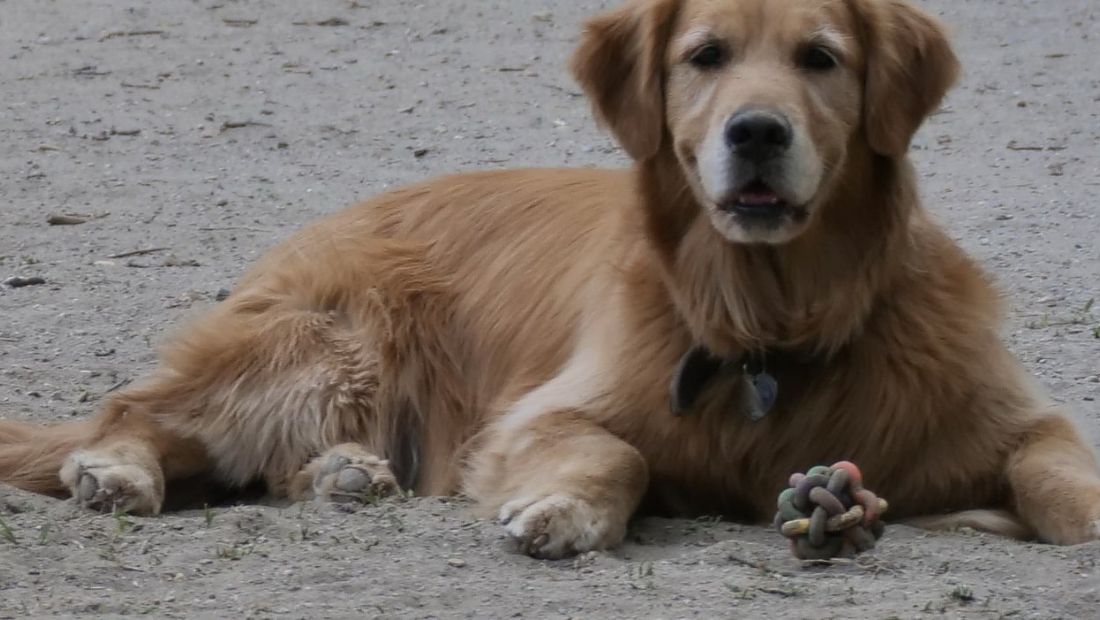 Morto il cane del 13enne accoltellato a Milano: svolta nelle indagini, una persona è stata arrestata