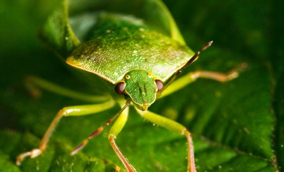 Cimici verdi: come riconoscerle e allontanarle