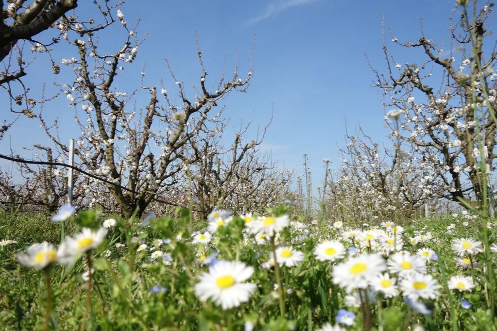 Delitto Garlasco, svolta nelle indagini, spunta il nuovo testimone: “Sentì un litigio tra Chiara Poggi e il killer”