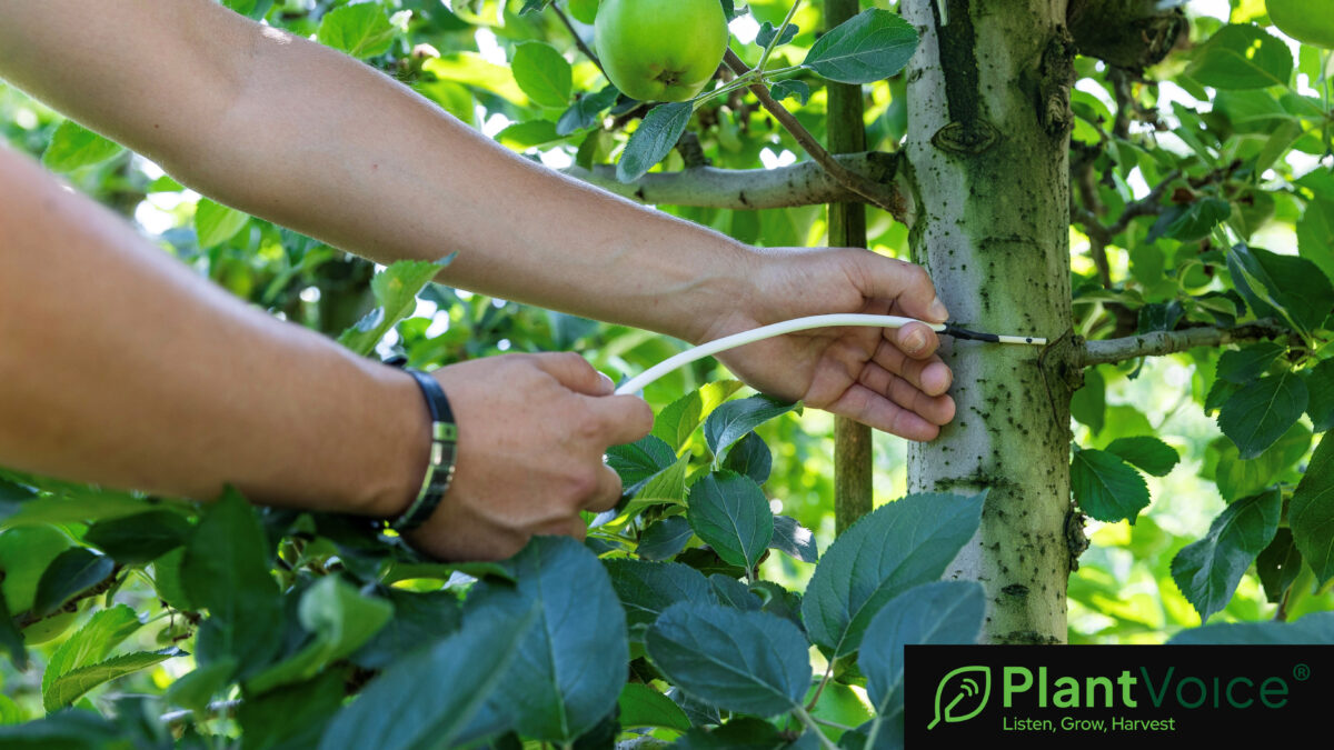 Plantvoice il sensore made in Italy per il monitoraggio della salute delle piante