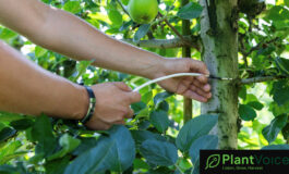 plantvoice salute piante 1 265x160