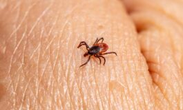 castor bean tick 8218542 1280 265x160