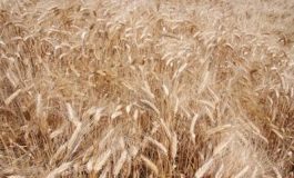 featured 2267470 265x160