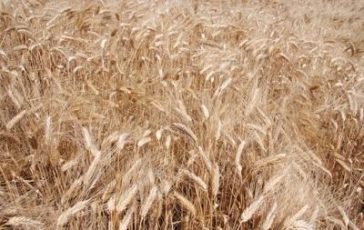 featured 2267470 364x230