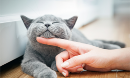 featured 2271828 265x160