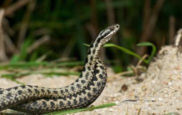 featured 2355986 364x230