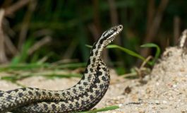 featured 2357858 265x160