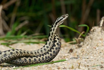 Morso di vipera, cosa fare? "Calma primo antidoto per non diffondere il veleno"