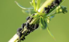 Insetti nocivi in giardino: come difenderlo in modo naturale