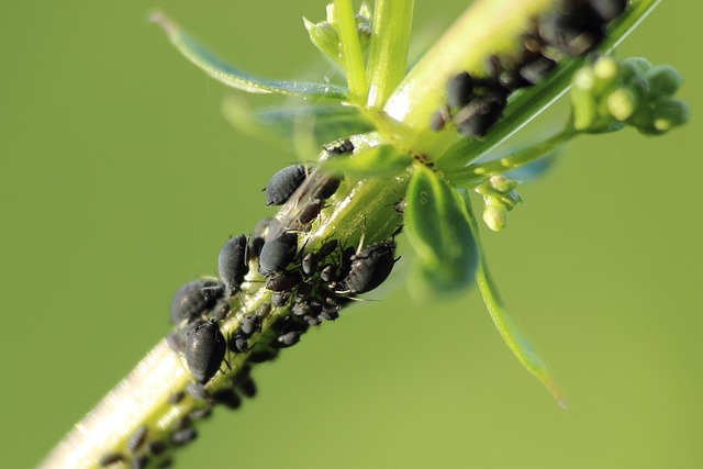 Insetti nocivi in giardino: come difenderlo in modo naturale