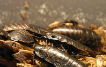 Blatte in casa a giugno: perché aumentano e come liberarsene