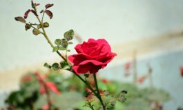 mojibur rahman mintu nfrrferddf4 unsplash 265x160