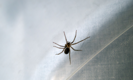 featured 2551182 265x160