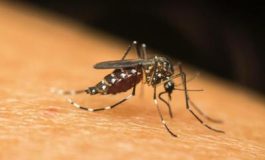 featured 2580337 265x160