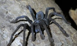 tarantole sequestrate in germania