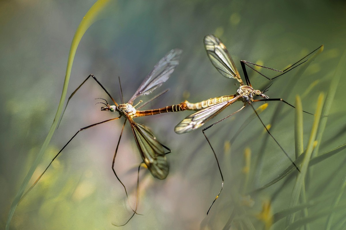 Zanzare: le specie più pericolose