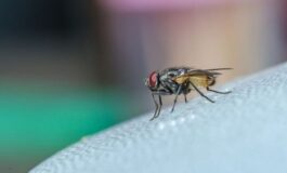 Mosche in estate: cosa le attira in casa e come allontanarle