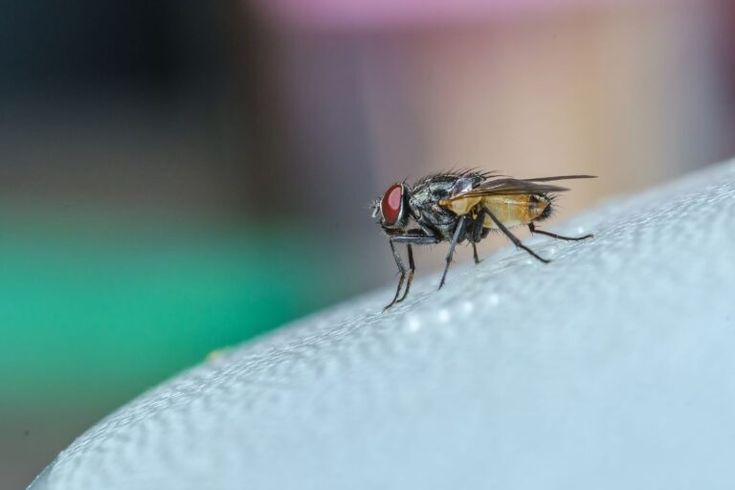 Mosche in estate: cosa le attira in casa e come allontanarle
