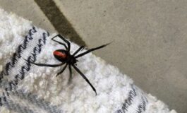 Ragni in casa: perché ci invadono e come tenerli lontani