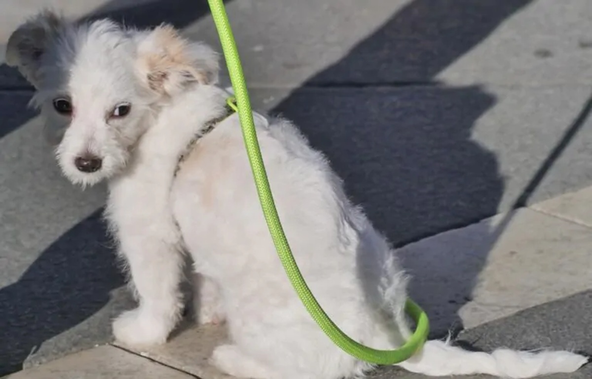 Prende a calci il suo cane: ecco cosa rischia ora con la nuova legge