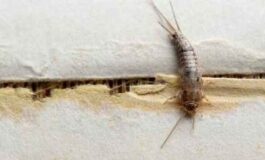 Pesciolini d’argento: cause della loro presenza e come allontanarli