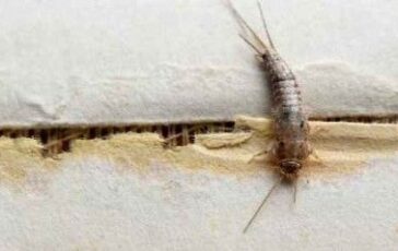 Pesciolini d’argento: cause della loro presenza e come allontanarli