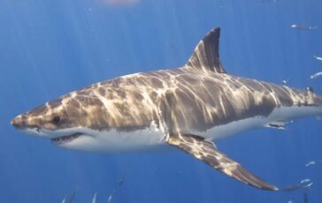 squalo sicilia aci castello