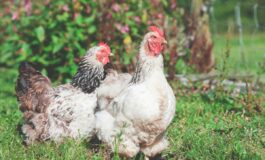 aviaria dati aggiornati