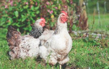 aviaria dati aggiornati