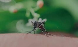 dengue e chikungunya italia