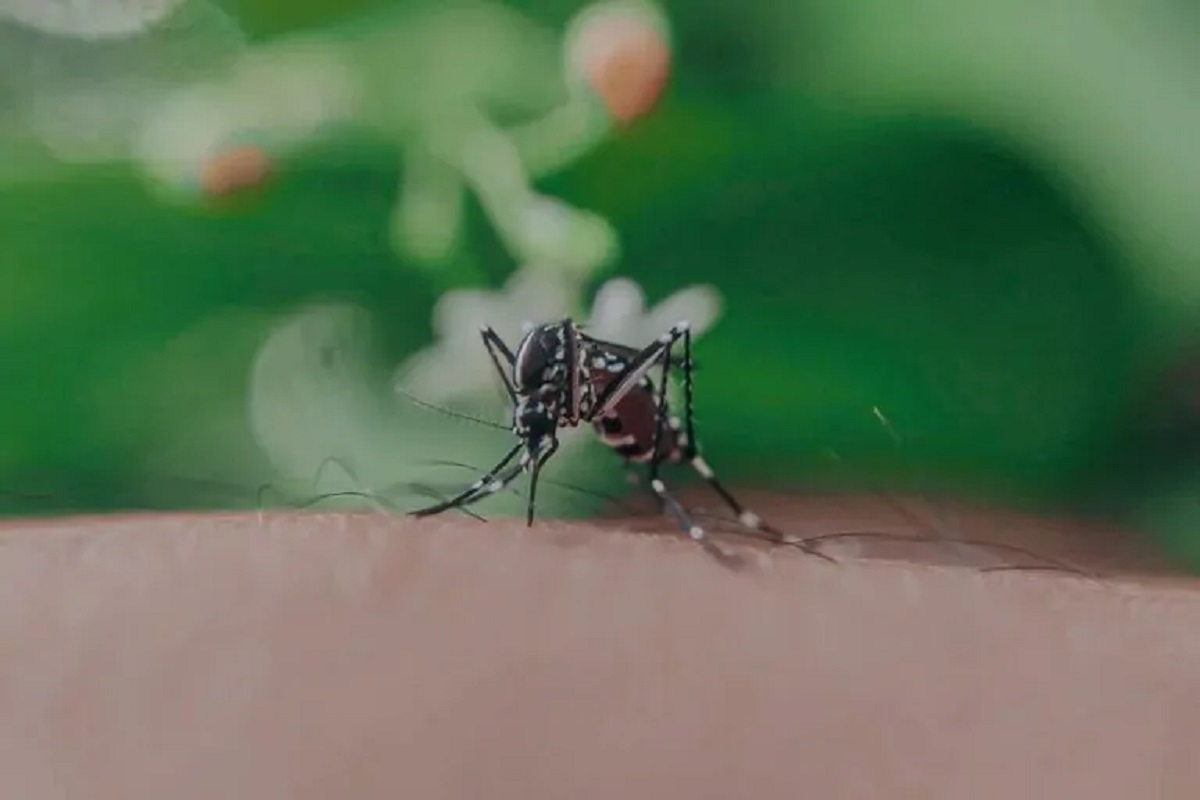 Italia alle prese con dengue e chikungunya: emergono nuove aree critiche
