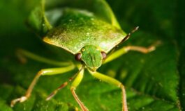 Cimici verdi: cause e rimedi per allontanarle