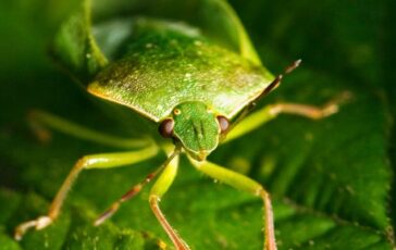 Cimici verdi: cause e rimedi per allontanarle