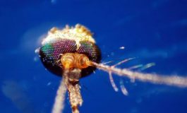 featured 2595721 265x160