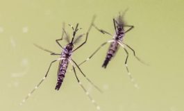 featured 2597682 265x160