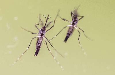 Estate, anche in viaggio le zanzare fanno paura, boom richieste su West Nile e Dengue