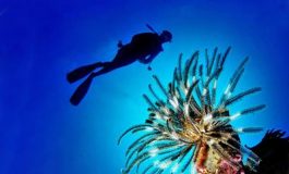 featured 2597943 265x160