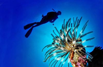 Pesce scorpione su coste italiane: "Pungersi pu&ograve; essere molto doloroso"