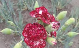 featured 2598046 265x160