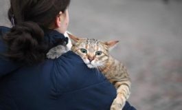 featured 2613087 265x160