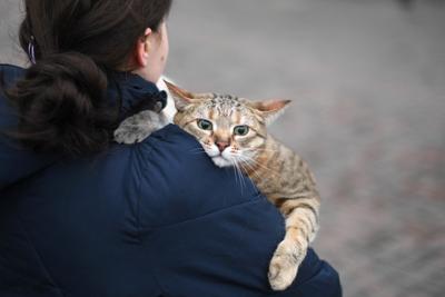 Gatti anziani come gli umani, con l'et&agrave; anche i mici dimenticano: lo studio