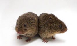 featured 2615735 265x160