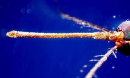 featured 2615738 265x160